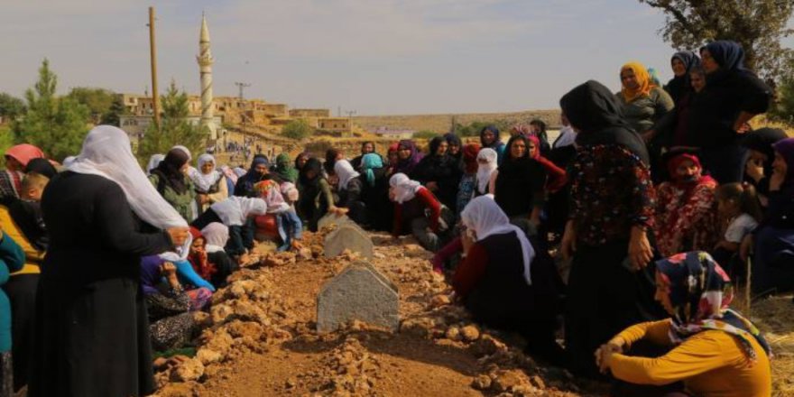 Nisêbîn de dadîyêk û di domanê aye kişîyayî!