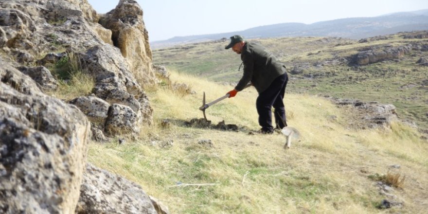 Seba pawitişê tebîetî şitilî nayê ro