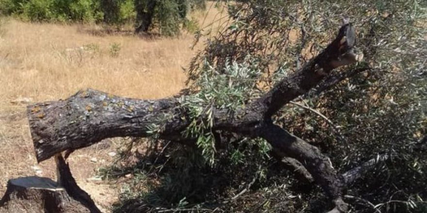 Grûpên çekdaran 150 darên zeytûnan li Efrînê dibirin