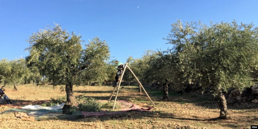 Tirkîye Îsal Dîsa Dest Danîye Ser Zeytûnên Efrînê