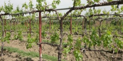 Hikûmeta Kurdistanê darên fêkî bi nirxek erzan dide cotkaran