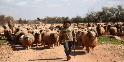 Li Efrînê grûpên çekdar pezê welatîyan didizin