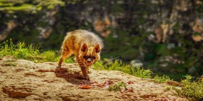 Çeqel ku cureya wî li ber nemanê ye li Semsûrê hat dîtin