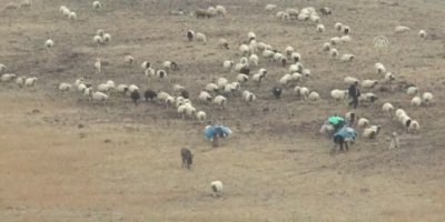 Şivanekî Rojhilatî li ser sînorê Tirkiye û Ermenistanê hat kuştin