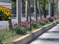 Amed: Çima tenê lale Çilmisîn?