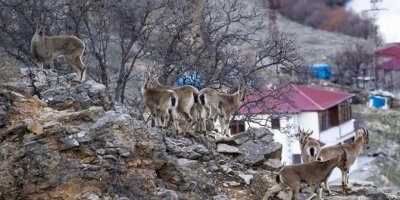 Li Dêrsimê pezkovî ketin nav gund