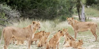Testa coronayê ya 8 şêran pozîtîv derket
