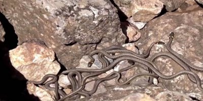 Li gundekî Colemêrgê xelkê ji ber maran malên xwe vala kirin