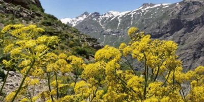 WÊNE – Geştek bo Gola Bêkodyan