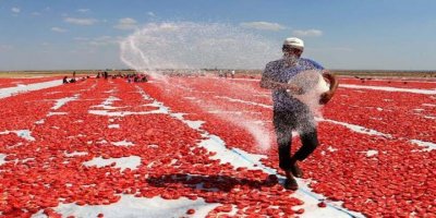 Qerejdaxî 2.800 ton bacanê sor hişk dikin û difrojin derveyê welat
