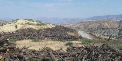 Baroya Şirnexê li ser birîna daran gilî tomar kir