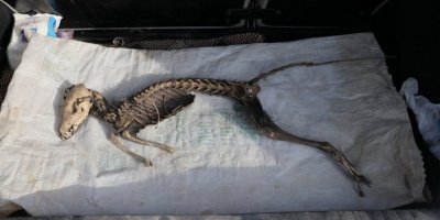 Zanîngeha Îdirê li ser hestiyê ku di kolanê de derket lêkolînê dike