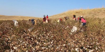 Karkerê pemeyî: Ma mecbûr ê debara xo bikerê