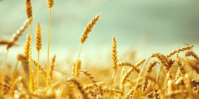 Li Tirkiyê bihayê genimê nan %25 hat zêdekirin