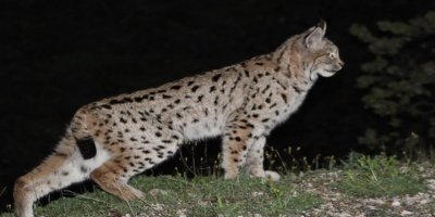 Çewlîg de vaşakî ameyî vînayîş