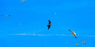 Amed ji gelek çivîkên curbicur re mazûvaniyê dike