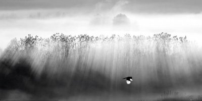 Fotografê Hewselî yê Suerî kewtê mîyanê fotografanê tewr başan