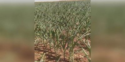 Li Rihayê ji ber nebûna elektrîkê erdên garis û pembûyan hişk dibine