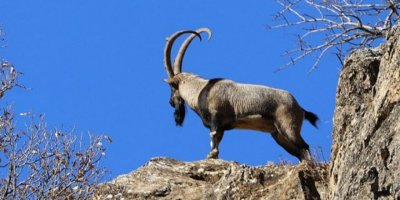 Baroyê Çewlîgî vera seydkerdişê pezkovîyan vejîya