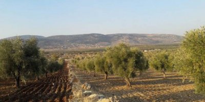 Li Efrînê grûpeke çekdar 400 darên zeytûnan birîn