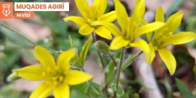 Li gerdûnê zimanê helbestê