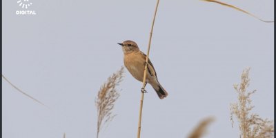 Li bakurê Çiyayê Agiriyê 200 curên çivîkan hatin tomarkirin
