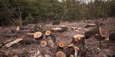 Efrîn | Çekdaran semedo ke biroşê 1400 darê henaran birnayî