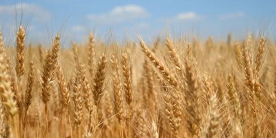 Li Bakurê Kurdistan û Tirkiyê nirxê genim û ceh hat diyarkirin