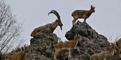 Li çiyayên Çewlîgê zêdeyî hezar û 500 pezkovî hene