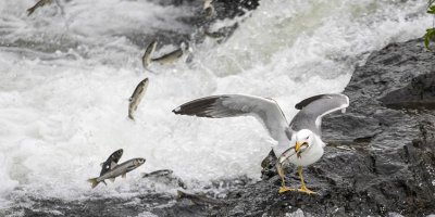 Koçberiyeke 800 hezar salî ya masiyên Gola Wanê: Di rê de mirin jî heye