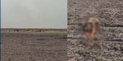 Li Helebceyê 300 serî pez şewitî