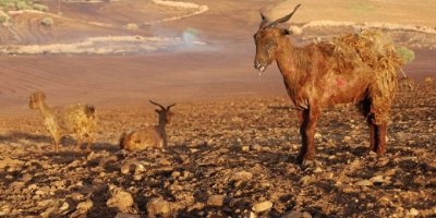 Şewata li Amed û Mêrdînê: Baroya Amedê têkildarî şewatê gilî kir