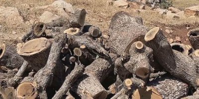 Li Şirnexê xweza û daristan ketine ber talanê