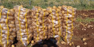 600 ton petateyên Dihokê bo Rojavayê Kurdistanê hatin şandin