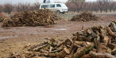 Çekdaran li Efrînê 520 darên fêkî birî û kir êzing
