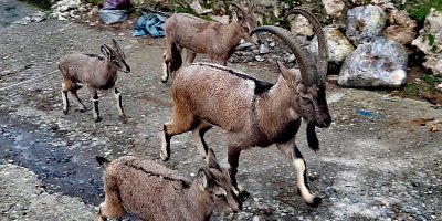 Li devera Barzan her roj Roja Parastina Ajelên Kûvî û Jîngehê ye