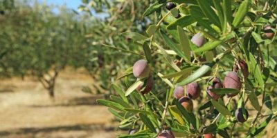 Li Efrinê çekdarên Emşat û Hemzat dest danîn ser hezar darên zeytûnên hemwelatiyekî Kurd