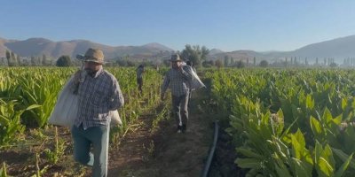 SEMSÛR - Li Deşta Bilamê dem dema zêrê kesk e