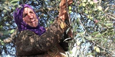 EFRÎN - Çekdar zeytûnan didizin, hikûmet bes ‘biryarnameyan’ derdixe