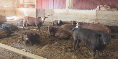 AMED - 'Nexweşiya Sêrojî' derbeke giran li ajeldaran dixe