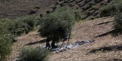 Li Efrîn û Şehbayê talan û bac didomin