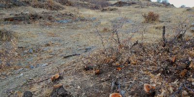 Jîngehparêz hişyariyê didin: Daristanên Zagrosê bi qaçaxî tên birîn