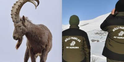 COLEMÊRG - Pezkoviyek kuşt, nêzîkî milyonek lîre ceza xwar