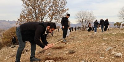 Li Çiyayê Cûdiyê bi hezaran berû hatin çandin