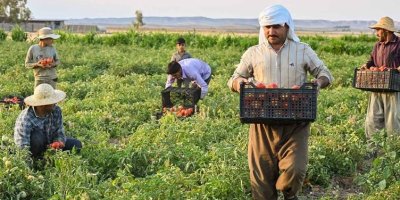 Herêma Kurdistanê di hilberîna şînahiyan de gihiştiye asta xwebesiyê