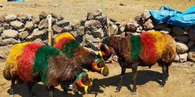 DI TOREYA KURDÎ DE ŞAHÎYA BERANBERDANÊ