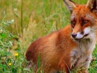 Vulpes Vulpes Kurdistanica; Li ser bêtoleransbûnê nimûneyek