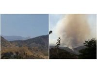 Firokeyên Tirkiyê Biradost bordûman kirin