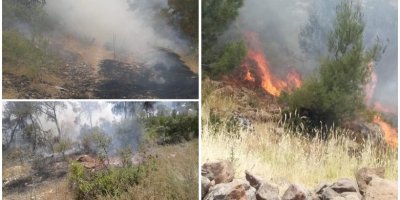 Çiya û daristanên Efrînê jî tên şewitandin!