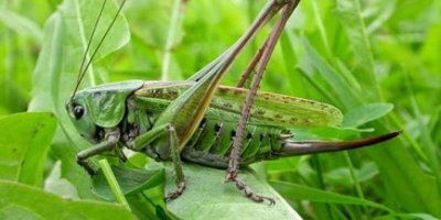Kulî êrişê zebzeyên   gundiyan dikin!